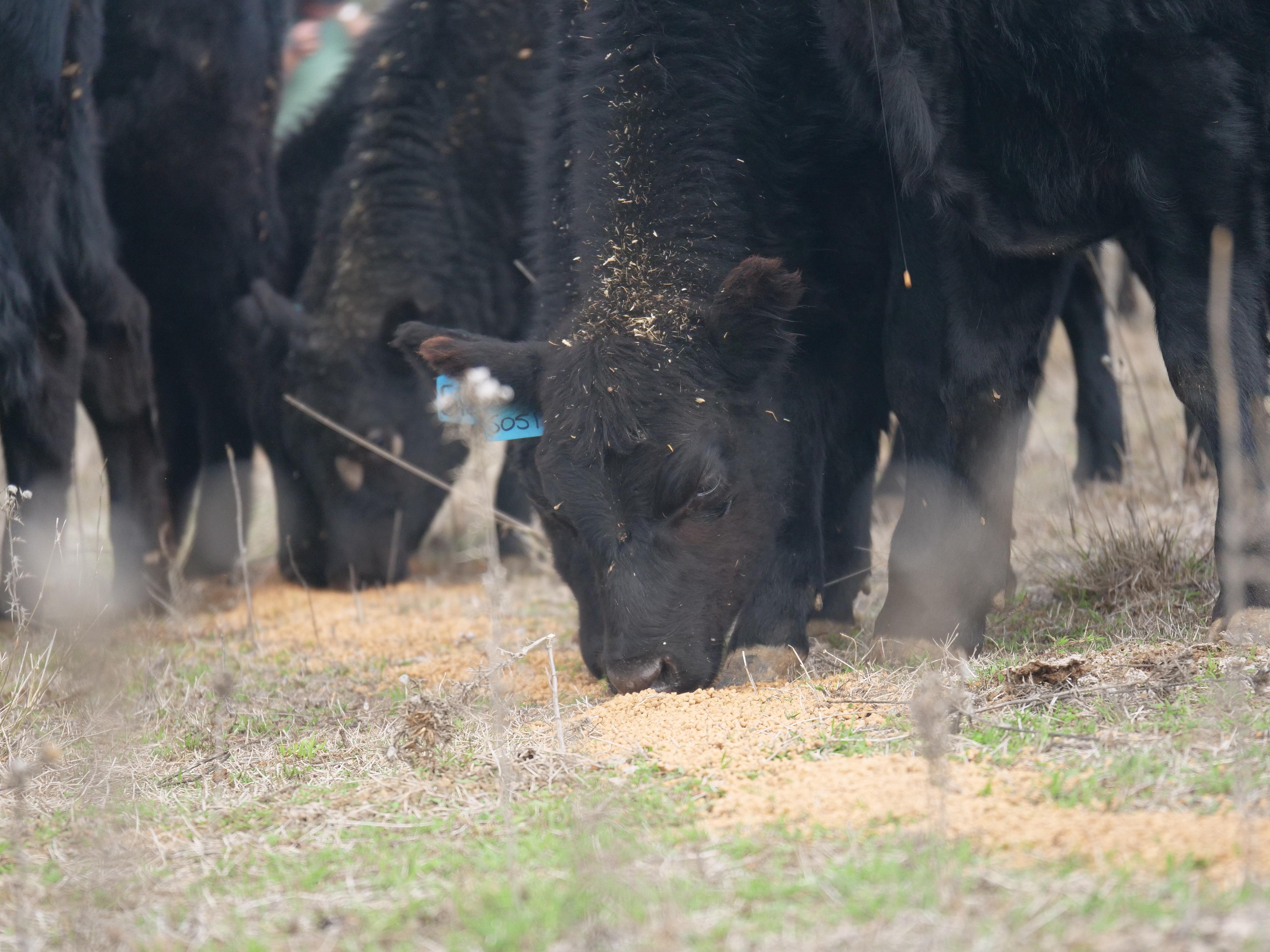 Cattle eating grain with shoot of green gras coming through