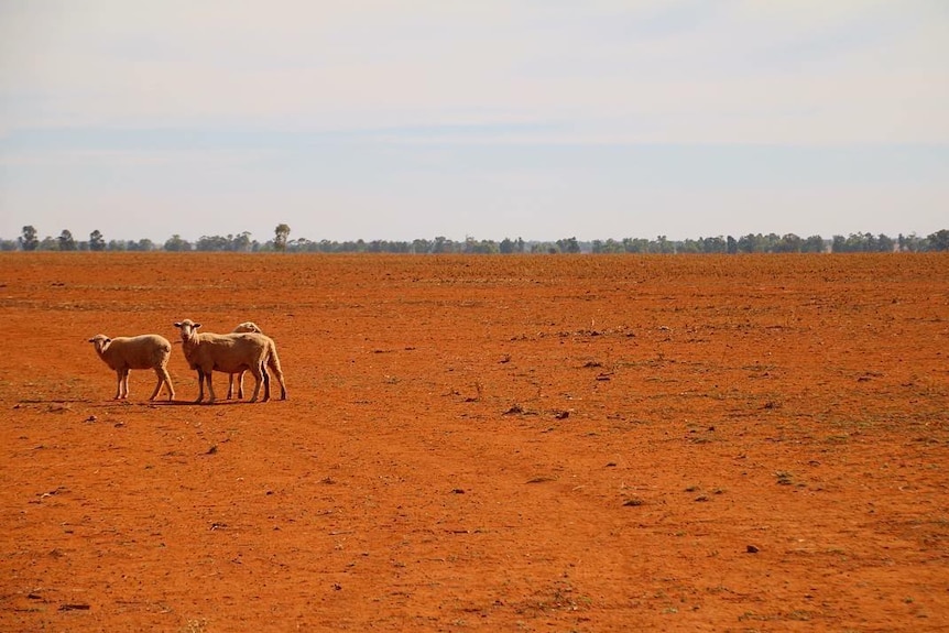 Three sheep walk across a red, dusty landscape