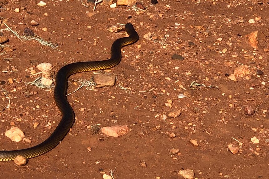 A brown snake moving away across a red dirt patch