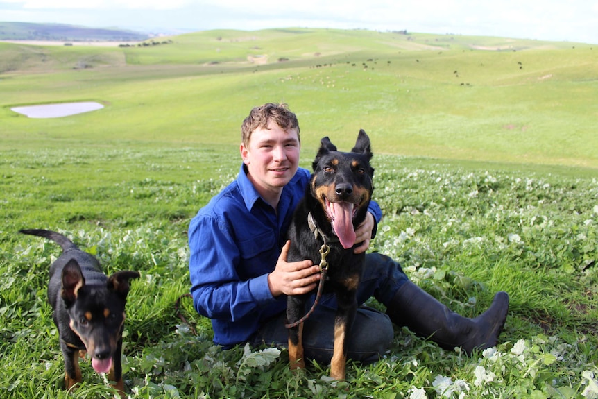Daniel Lutz on his farm in Henty with two of his kelpies.