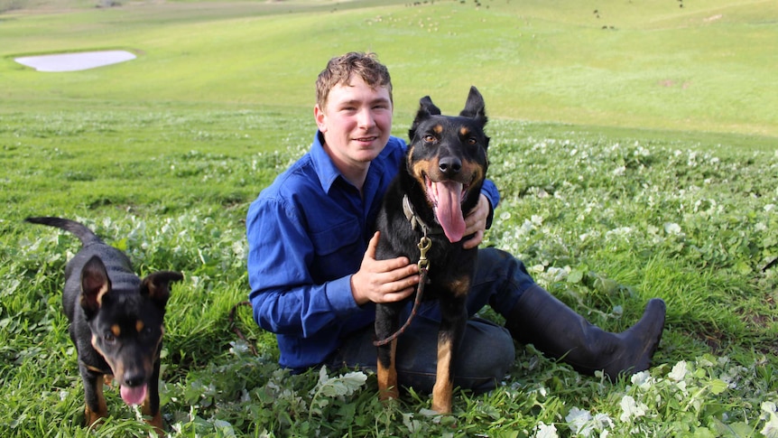 Daniel Lutz on his farm in Henty with two of his kelpies.