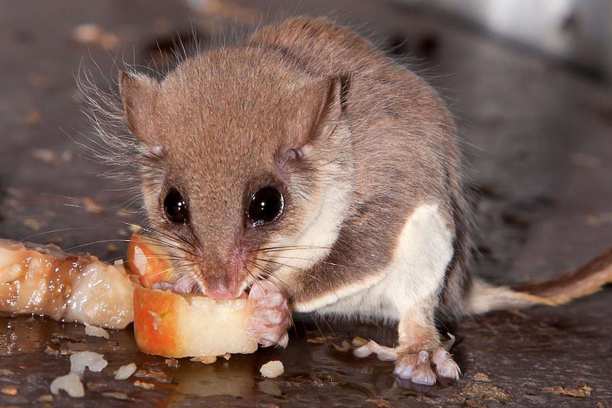 A feathertail glider eats a piece of apple that it holds in its tiny fingers.