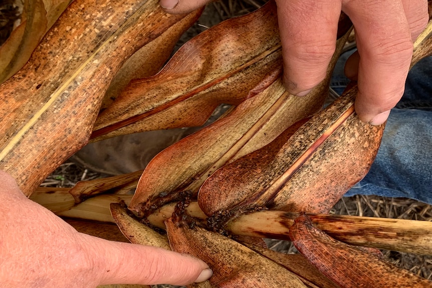 Small black droppings in the stalk of a sorghum plant.