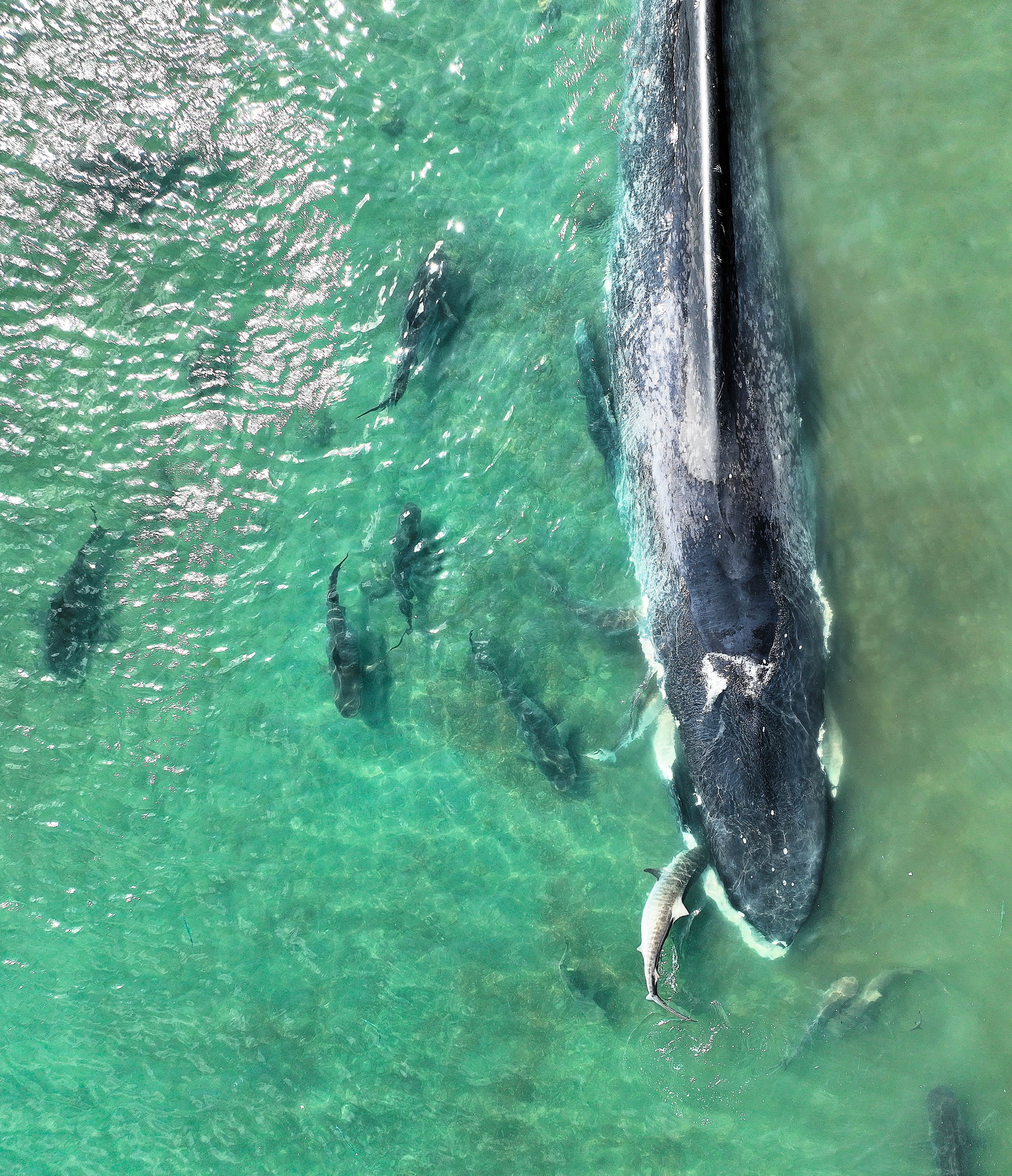 Pygmy blue whale beaches and dies off NT coast in historic first sighting