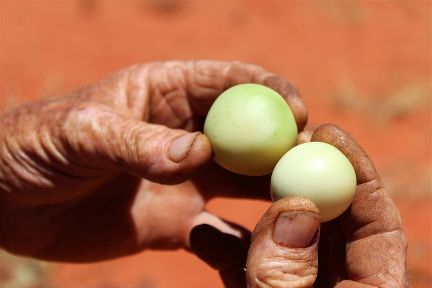 Bush tomato in Central Australia has struggled in the heat.