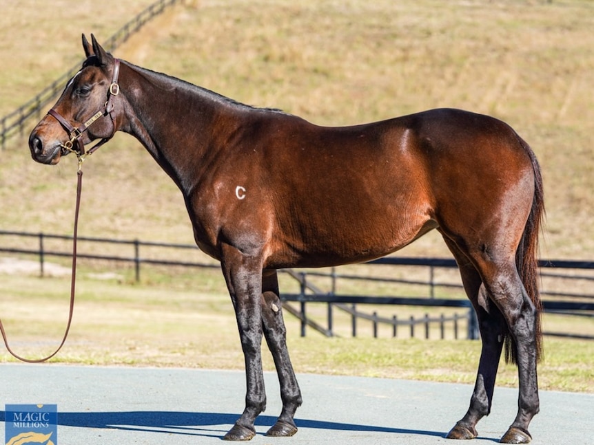 Lot 92 Magic Millions National Broodmare Sale horse, Unforgotten