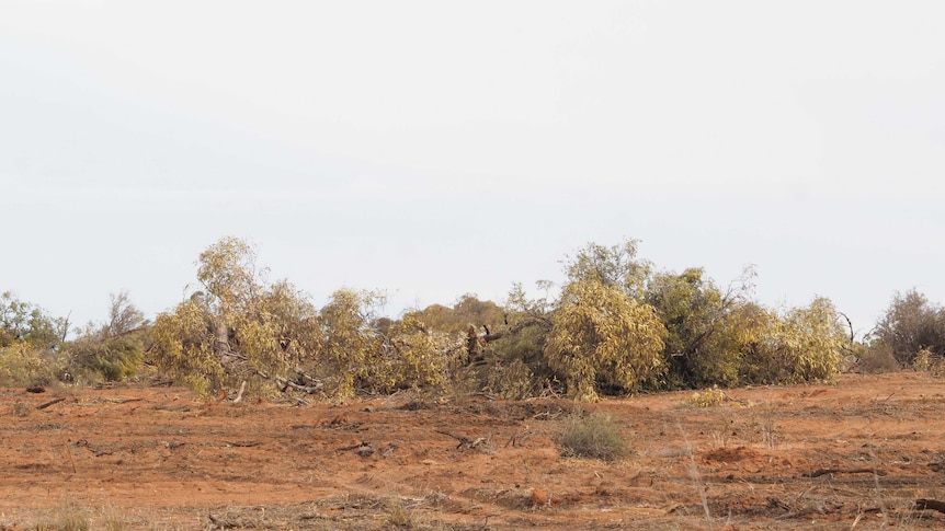 Red dirt and felled trees on a property where Mallee scrub has been cleared.