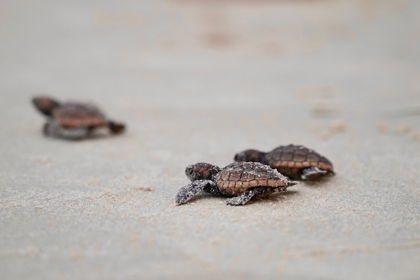 Three turtle hatchlings on the sand