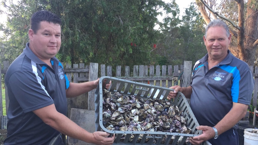 Oyster farmers hold up a tray of oysters