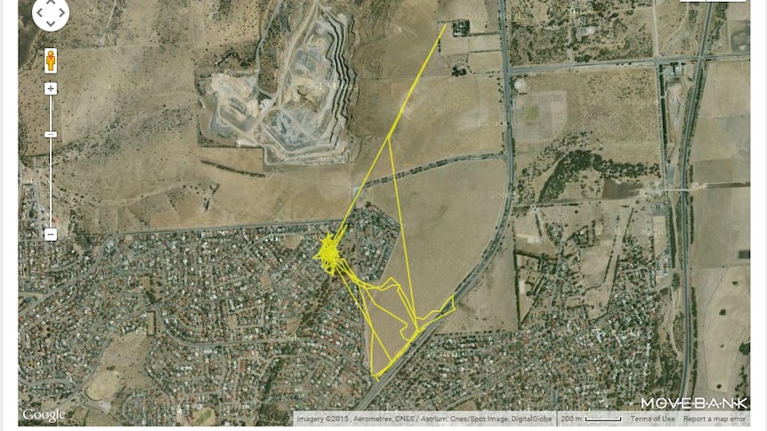 GPS data reveals the extended travels of Mon Mon the cat.