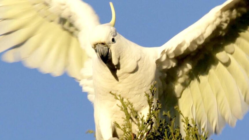 A sulphur-crested cockatoo perches on a tree in the Canberra subutb.