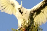 A sulphur-crested cockatoo perches on a tree.