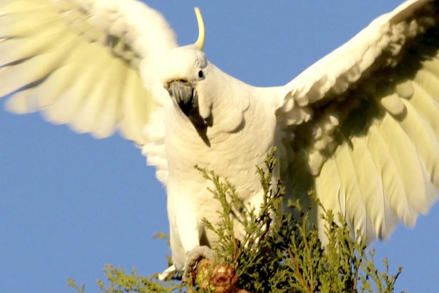 A sulphur-crested cockatoo perches on a tree in the Canberra subutb.