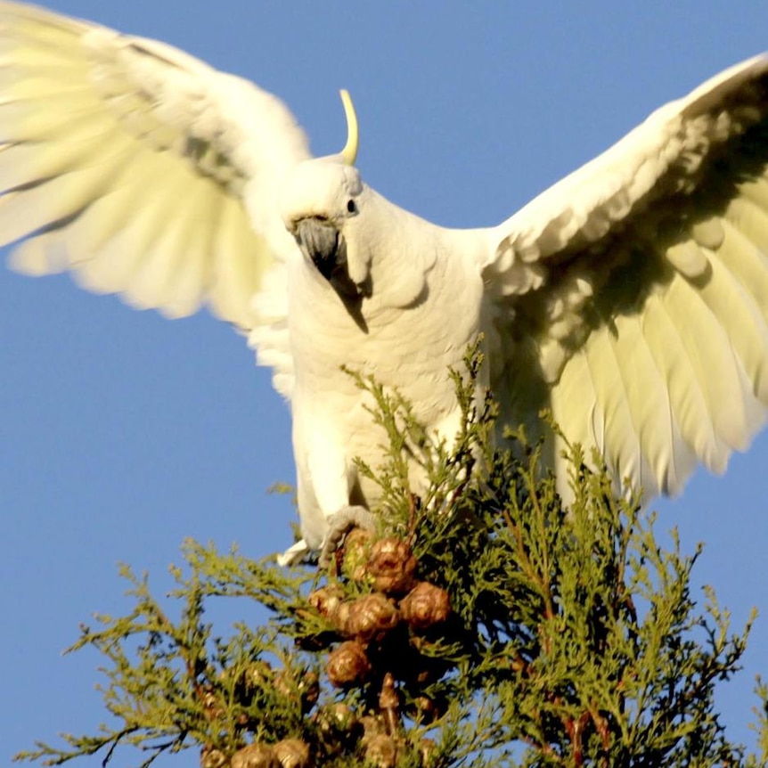 A sulphur-crested cockatoo perches on a tree.