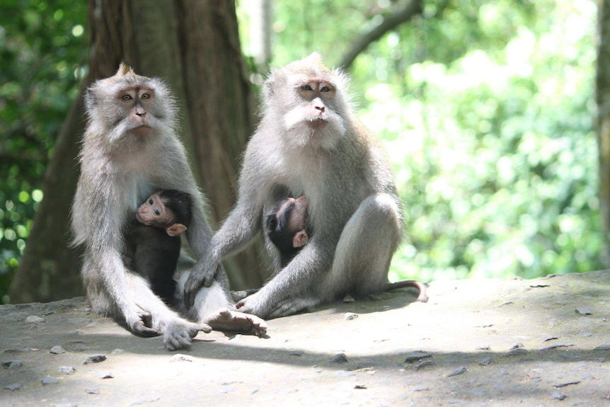 Macacque monkeys pictured with their young at the Ubud Monkey Forest in Bali