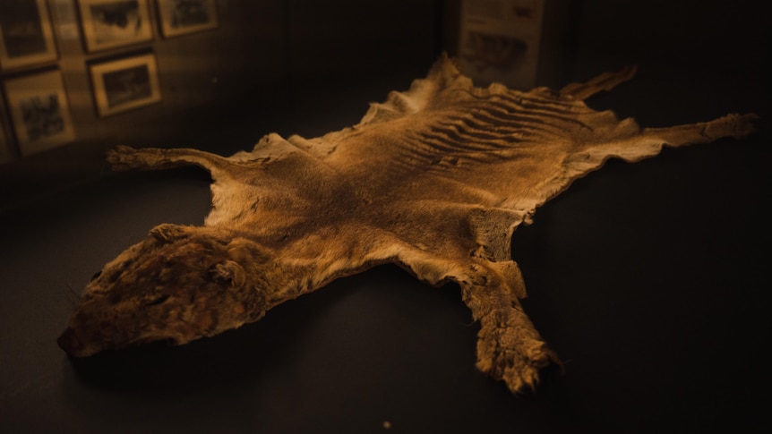 A skin of a Tasmanian tiger laid out.