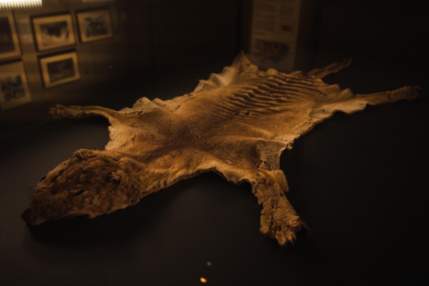 A skin of a Tasmanian tiger laid out.