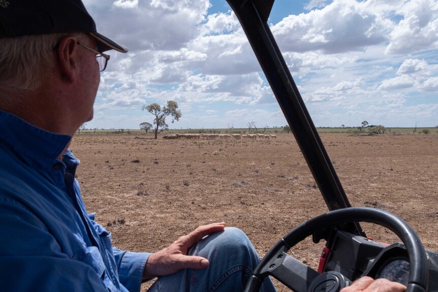 A man drives a quad bike across a barren, dry paddock with sheep in the background.