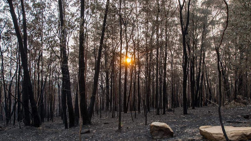 Winmalee trees blackened by bushfire