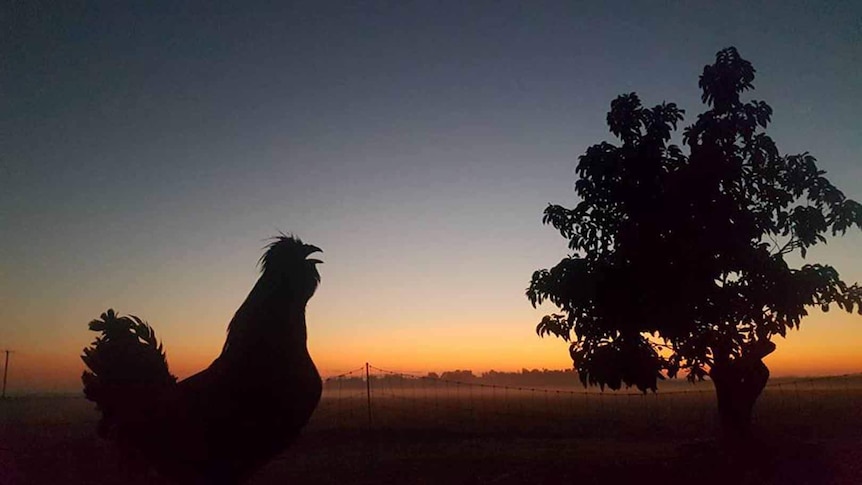 A rooster silhouetted against the sunrise