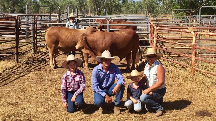 Two bulls at the Fitzroy Crossing sale in the Kimberley