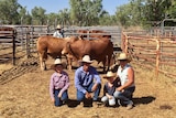 Two bulls at the Fitzroy Crossing sale in the Kimberley