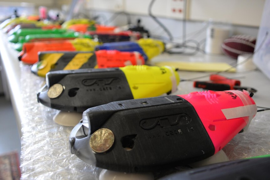 suction cap tags used for whales