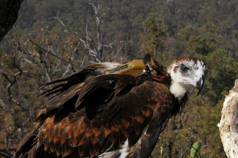 Korung the wedge-tailed eagle with transmitter