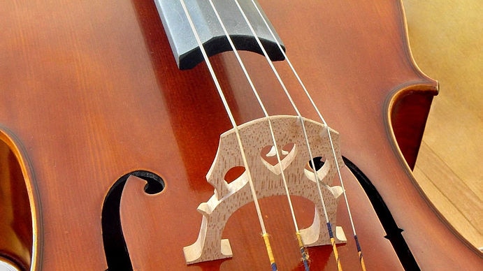 The bridge of a cello