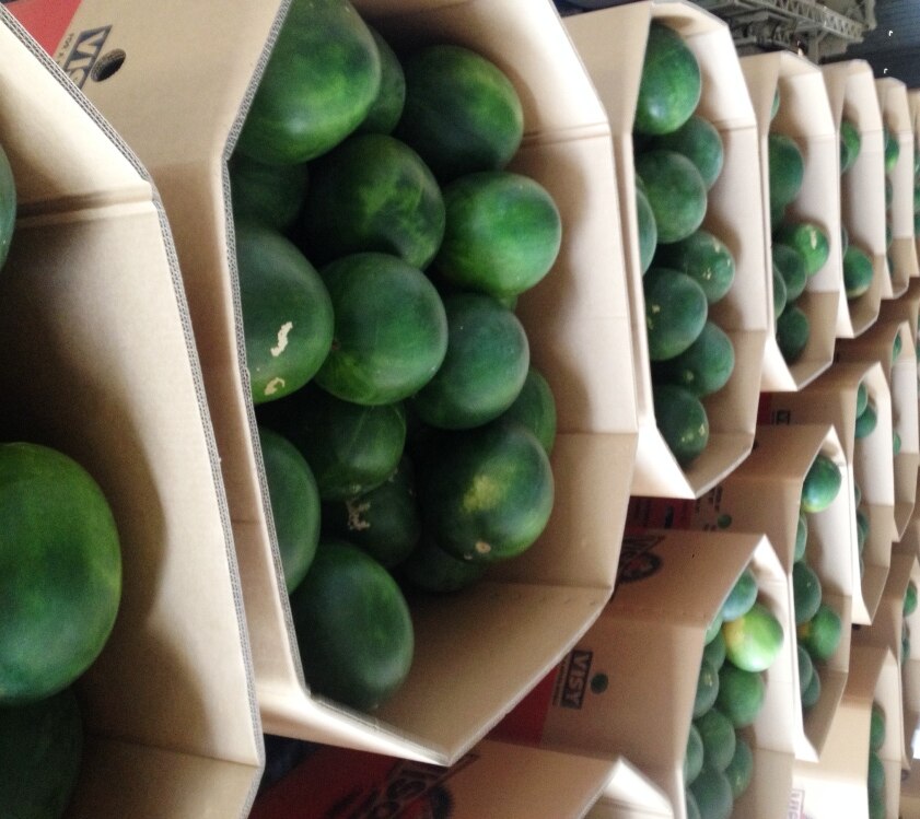 Chinchilla watermelon growers finally picking and sending fruit to ...