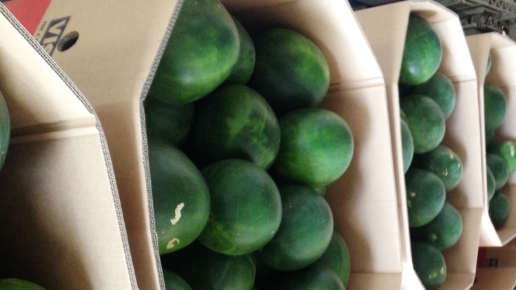 Watermelons packed in cardboard containers ready for delivery to market in Brisbane