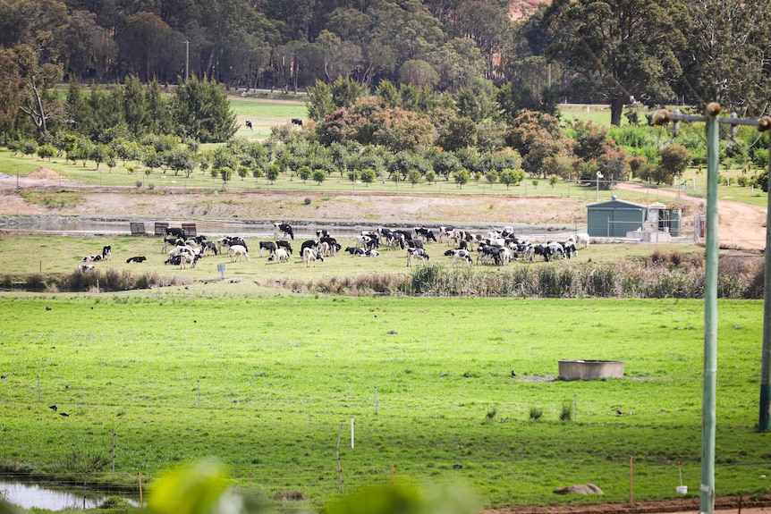 A herd of cows hanging out in a green paddock.