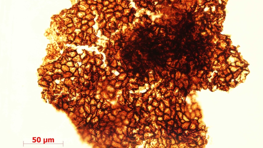 Close up of structure of 1.56 billion year old fossils of multicellular life