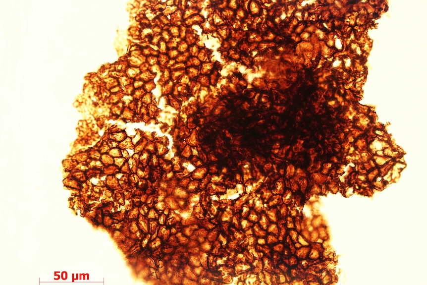 Close up of structure of 1.56 billion year old fossils of multicellular life