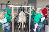 A group of six students stand around a black and white heifer clipping it for show.