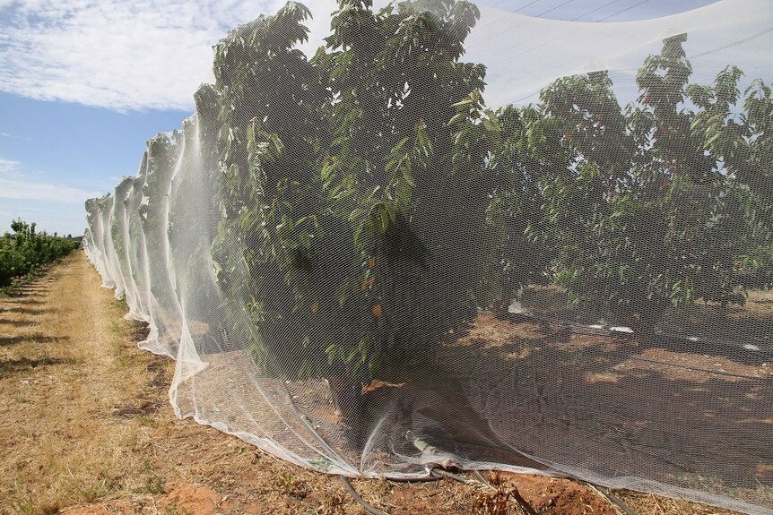 Netting over cherry trees to protect the fruit from birds