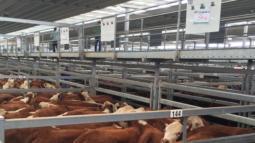 Poll Hereford heifers in pens at the Tamworth Regional Livestock Exchange