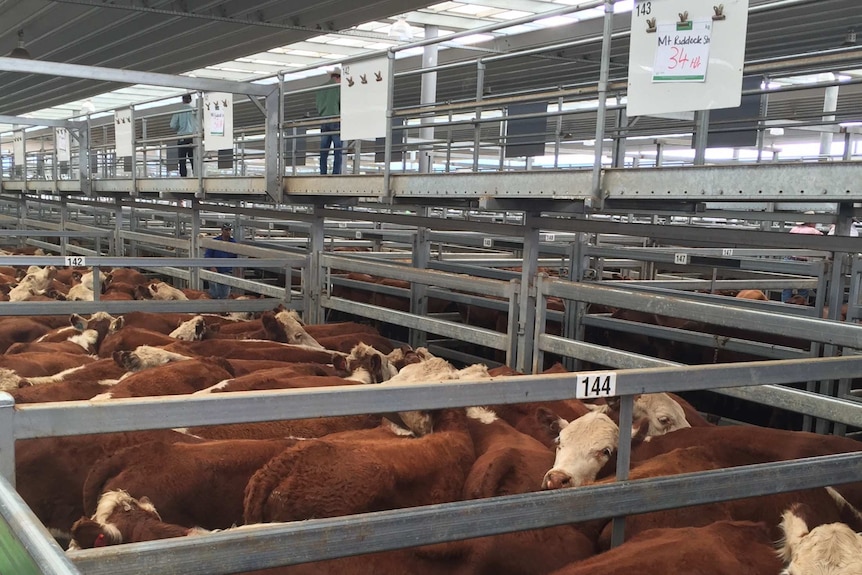 Poll Hereford heifers in pens at the Tamworth Regional Livestock Exchange
