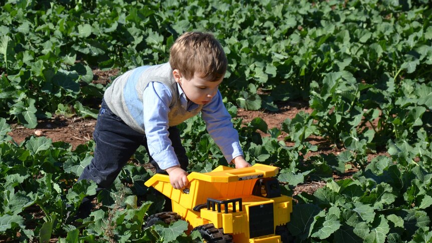 Katrina Swift's young son plays with his toy truck in a crop field.