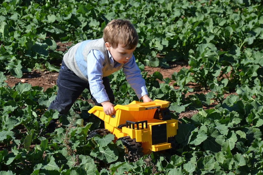 Katrina Swift's young son plays with his toy truck in a crop field.