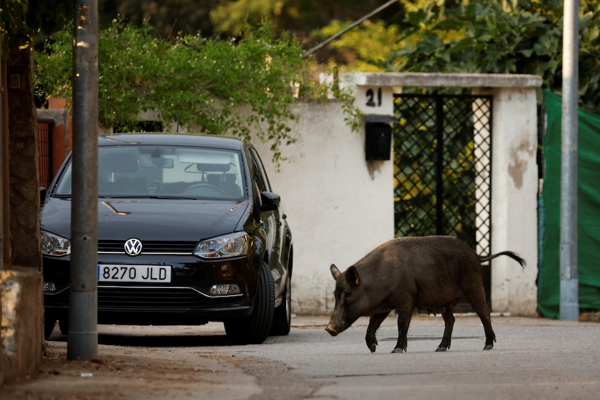 A boar walking on a street next to a car