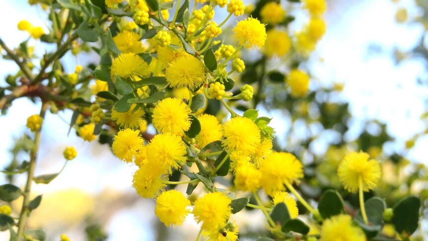 Wattle blossom bathed in sunlight at Wadmore Park in Athelstone, South Australia