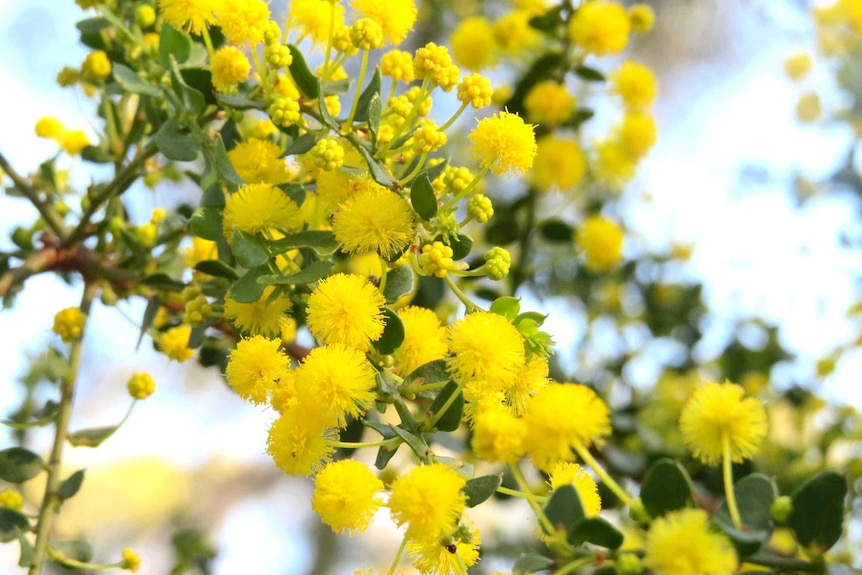 Wattle blossom bathed in sunlight at Wadmore Park in Athelstone, South Australia