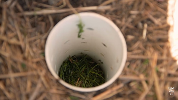 PVC pipe tubing in the ground with compost inside.