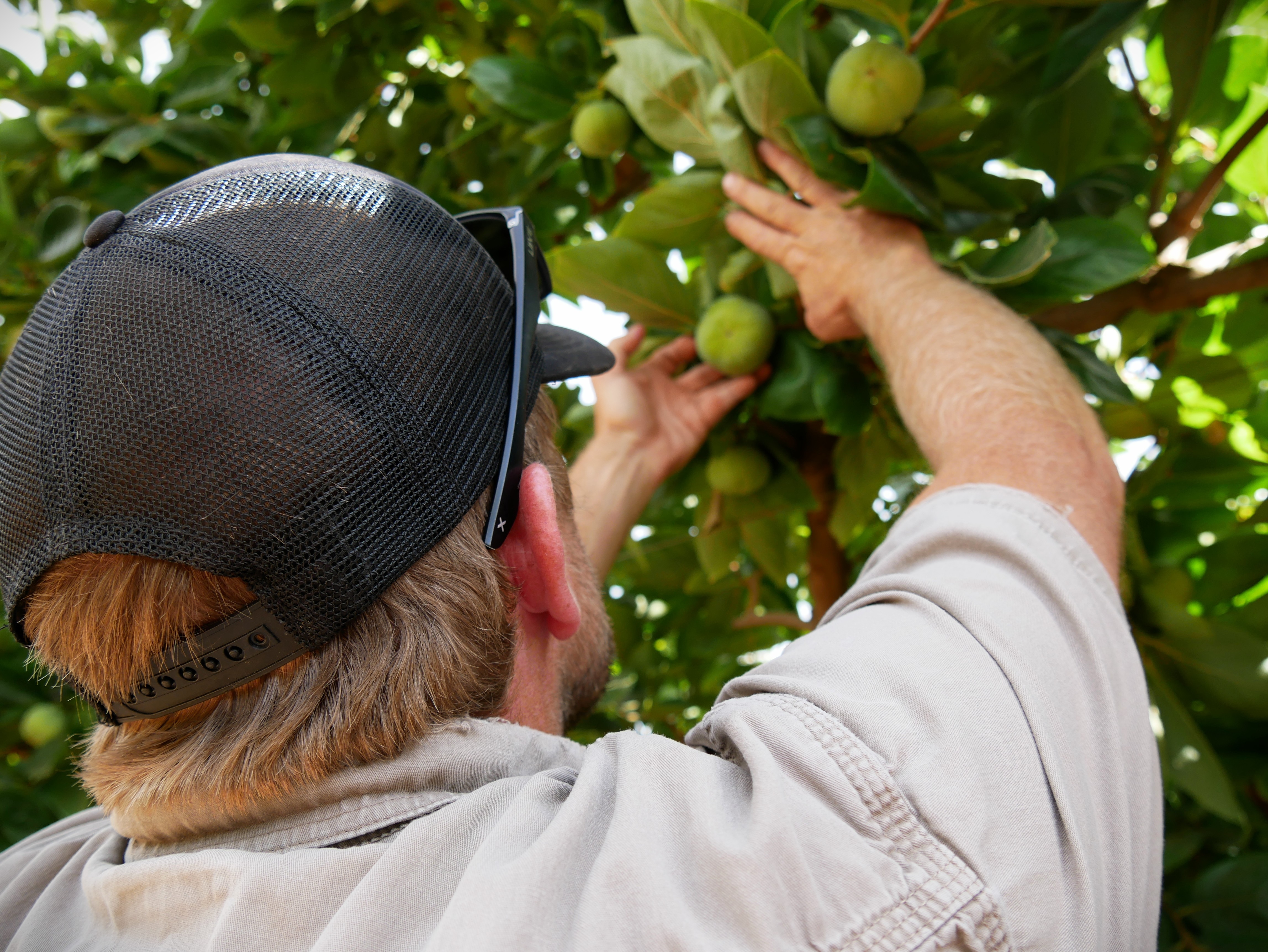 Un hombre recoge caquis de un árbol.