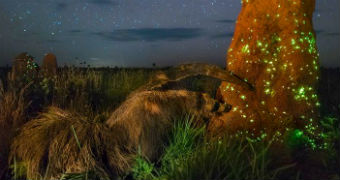 The winning entry from the Wildlife Photograph of the Year competition after it was discovered the anteater was stuffed.