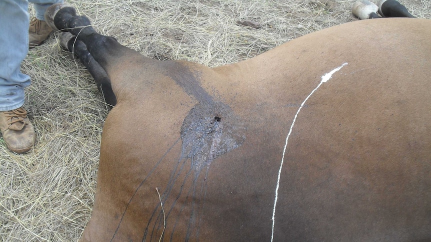 Horses shot at Willeroo Station