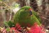 Green parrot in bush with red flower