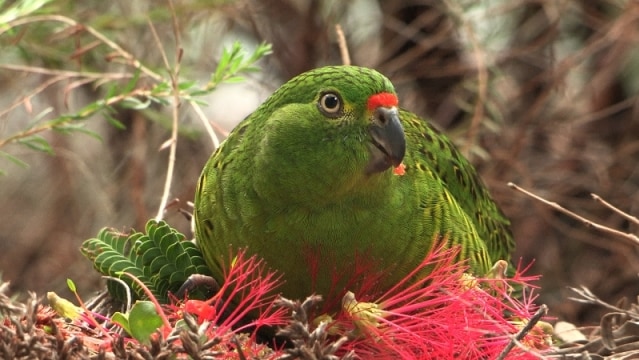 Green parrot in bush with red flower