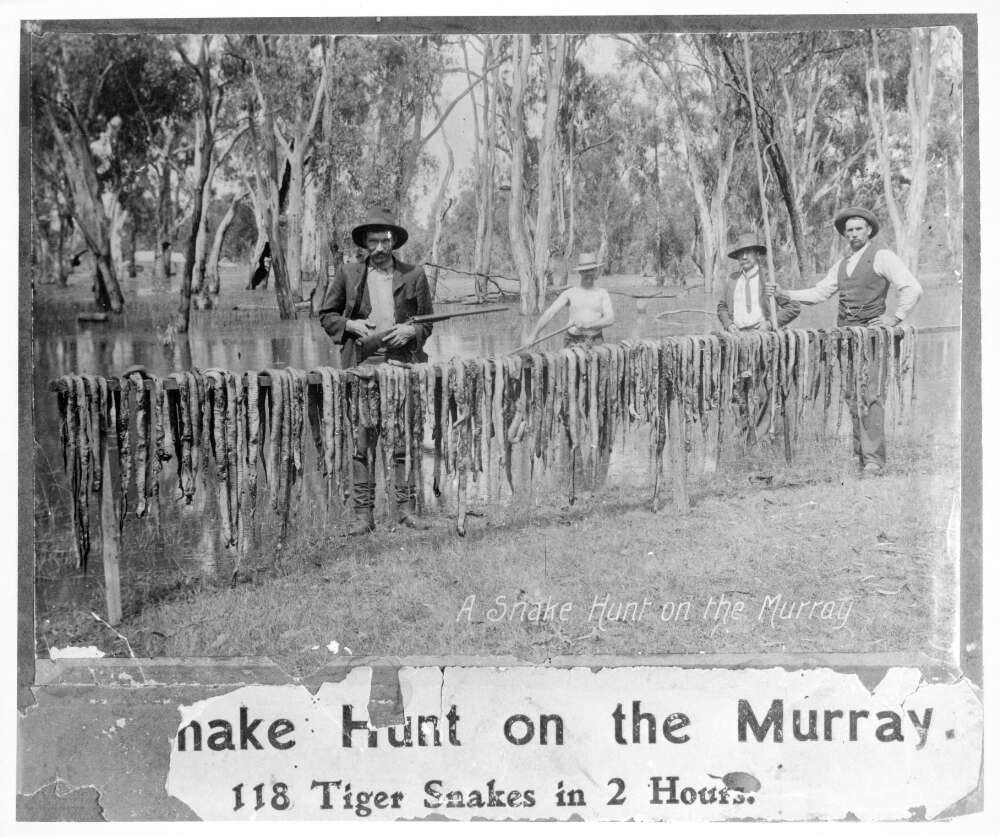 Black and white image of dead snakes hung up along a fence. Four men standing nearby. 